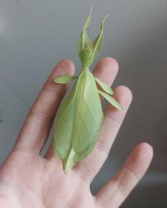 Insetti foglia verde Philliidae