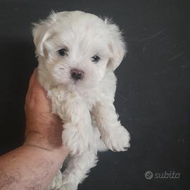 Maltese Pedigree ENCI