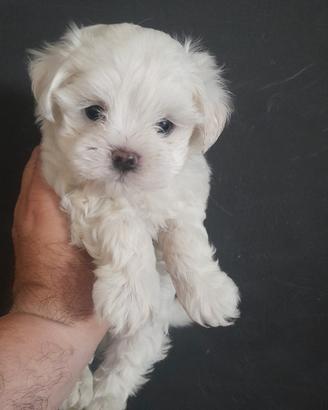 Maltese Pedigree ENCI