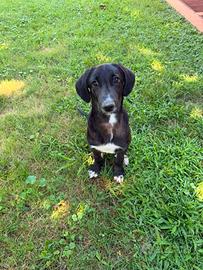 Teo cucciolo mix segugio in adozione