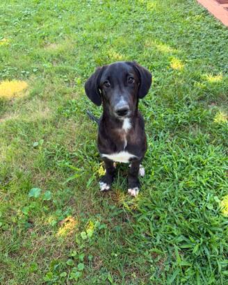 Teo cucciolo mix segugio in adozione