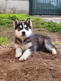 Siberian Husky