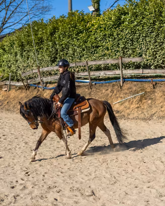 Pony pezzato
