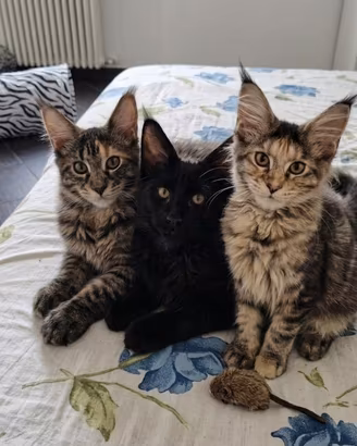 Cuccioli Maine Coon