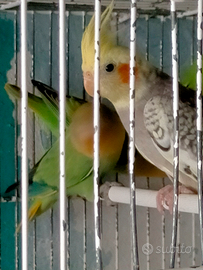 Cocorite