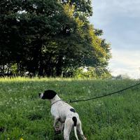 Pointer Inglese