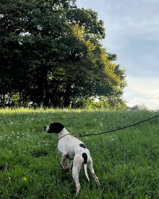 Pointer Inglese