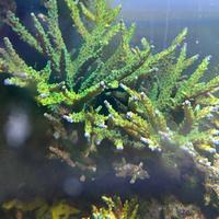 Corallo sps Acropora Jocker