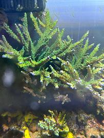 Corallo sps Acropora Jocker