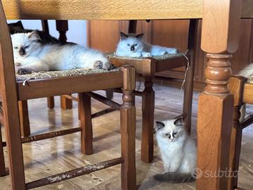Vendita cuccioli Ragdoll