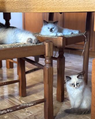 Vendita cuccioli Ragdoll