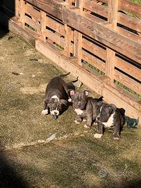 American bully