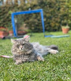 Gatto siberiano con pedigree disponibile per Monta