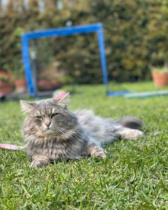 Gatto siberiano con pedigree disponibile per Monta