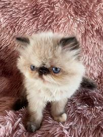 Cuccioli di persiano