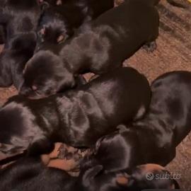 Dobermann cuccioli