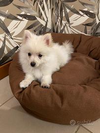 Cucciolo di spitz taglia nana