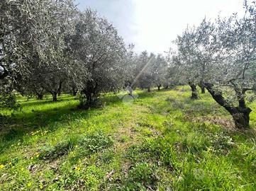 TERRENO A SILVI