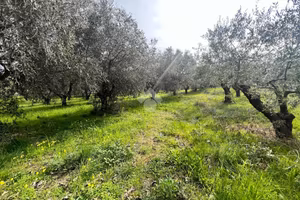TERRENO A SILVI
