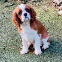 Cuccioli di Cavalier King con Pedigree Enci