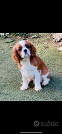 Cuccioli di Cavalier King con Pedigree Enci