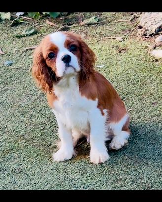 Cuccioli di Cavalier King con Pedigree Enci
