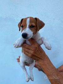 Cucciolo jack russel zampa corta pelo raso
