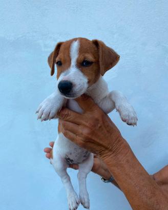 Cucciolo jack russel zampa corta pelo raso