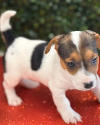Jack Russell