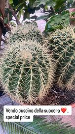 Pianta