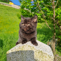 Cuccioli British shorthair con pedigree