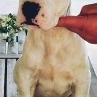 Dogo argentino. Cuccioli