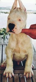 Dogo argentino. Cuccioli