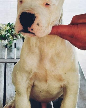 Dogo argentino. Cuccioli