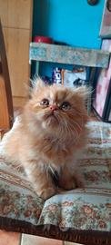 Gatto persiano rosso