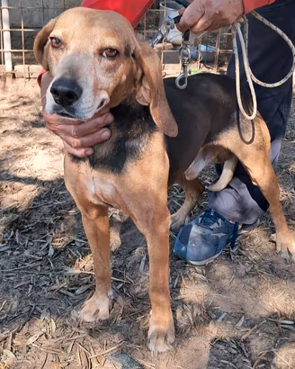Cane per cinghiale
