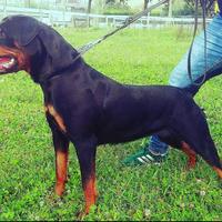 Rottweiler femmina affido gratia