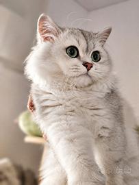 Allevamento Tirabaci cuccioli con Pedigree