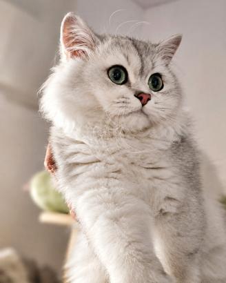 Allevamento Tirabaci cuccioli con Pedigree