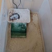 Tartaruga pelomedusa subrufa