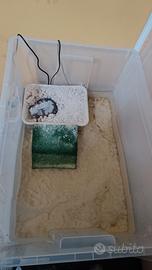 Tartaruga pelomedusa subrufa