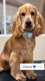 Cocker spaniel inglese