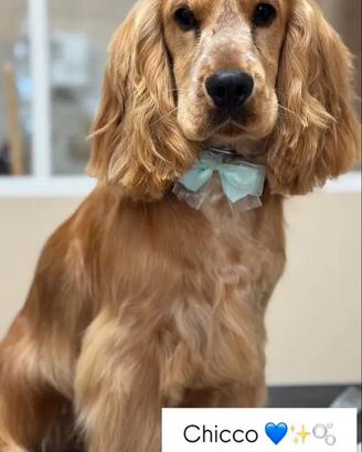Cocker spaniel inglese