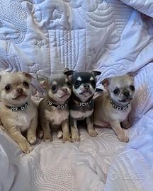 Cuccioli di Chihuahua maschi e femmine vari colori