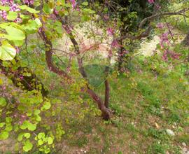 Terreno - Castagneto Carducci