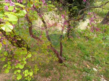 Terreno - Castagneto Carducci