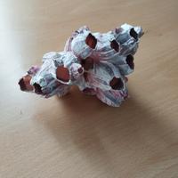 cirripedi marini in conchiglia naturali