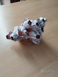 cirripedi marini in conchiglia naturali