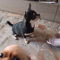 Chihuahua di stazza grande