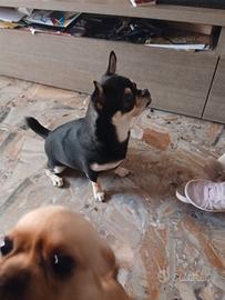 Chihuahua di stazza grande